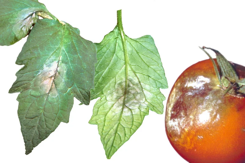 Kraut- und Braunfäule (Phytophthora infestans)