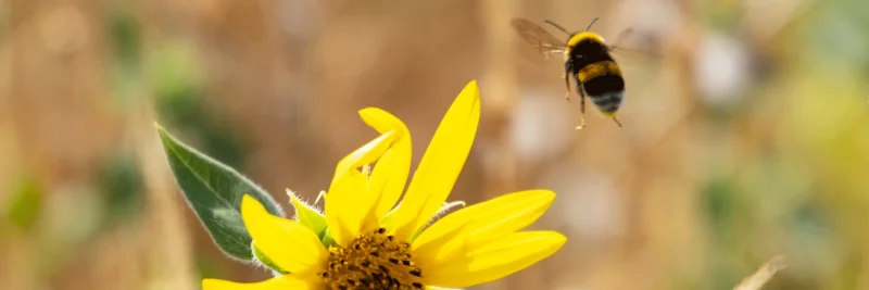 Hummel und Blüte, Foto: Being Organic in EU