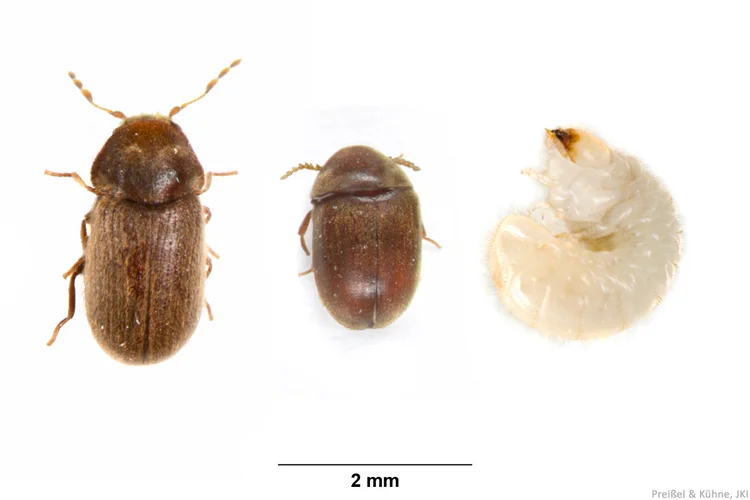 Käfer und Larven, Klick führt zu Großansicht im neuen Fenster