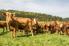 Wertschöpfungsketten mit Fleisch vom Bio-Weiderind
