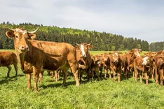Wertschöpfungsketten mit Fleisch vom Bio-Weiderind