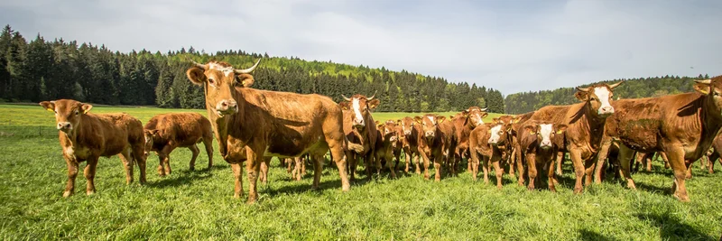 Limousin-Rinder auf der Weide eines Bioland-Betriebs.