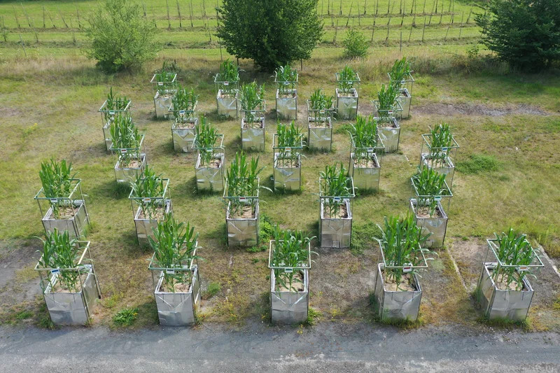 Mesokosmenversuch