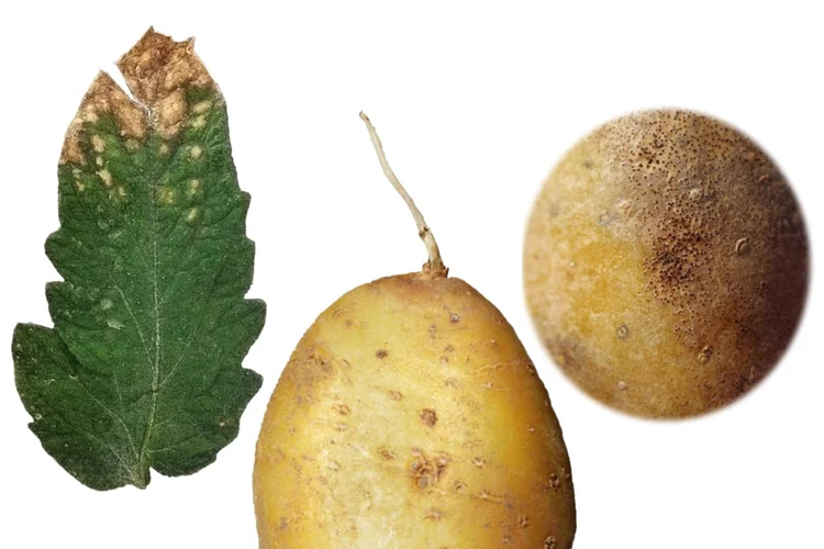 Symptome von Colletotrichum an Tomatenblatt und Kartofelknolle. Klick führt zu Großansicht.