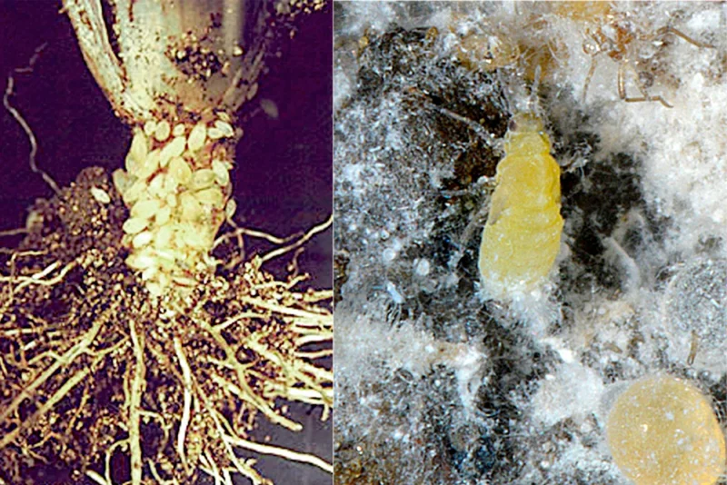 Salatwurzellaus (Pemphigus bursarius)