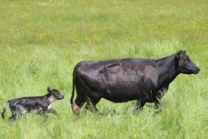 Ein junges Kalb läuft einer Kuh von links nach rechts über eine Weide hinterher.
