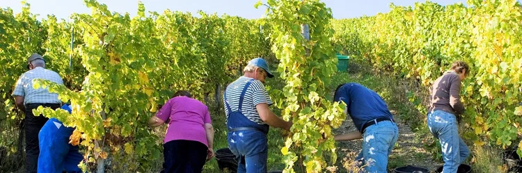 Weinlese.
