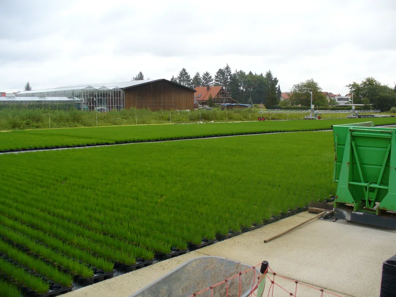 Großes Feld mit Schnittlauch.  Klick führt zu Großansicht in neuem Fenster.