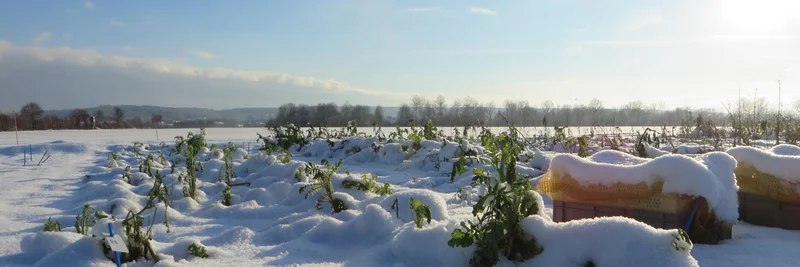 Zwischenfrüchte im Winter. Quelle: Isabelle Reinhard, Universität Bonn