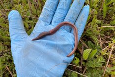 Eine offene Handfläche, in der sich ein Regenwurm befindet. Klick führt zu Großansicht.