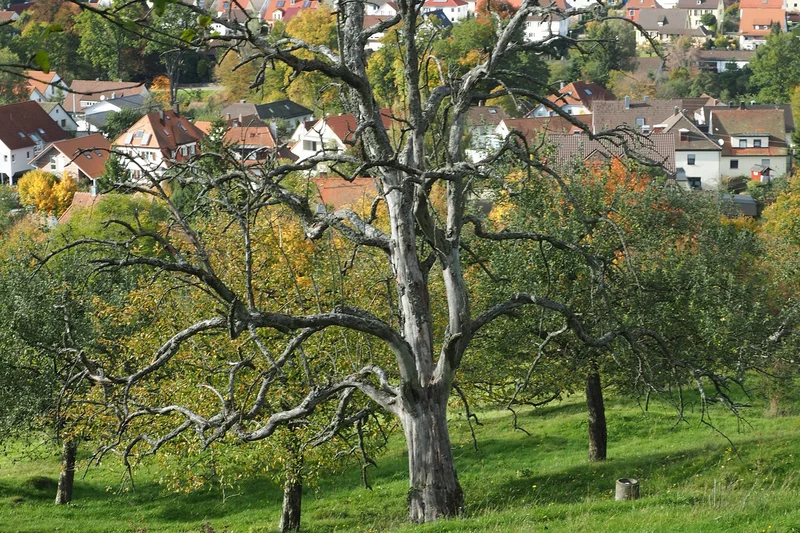 Streuobstwiese am Ortsrand. Klick führt zu Großansicht in neuem Fenster.