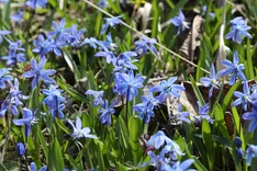 Pflanze des Monats März 2024: Zweiblättriger Blaustern (Scilla bifolia)