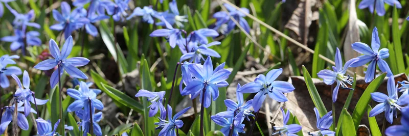 Zweiblättriger Blaustern (Scilla bifolia).