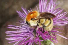 Mooshummel (Bombus muscorum, LINNAEUS 1758)