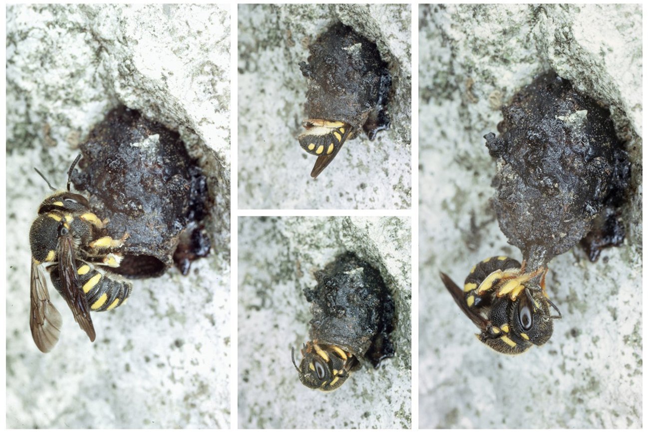 Vier Bilder zeigen den Verlauf des Nestbaus der Harzbiene. Klick führt zu Großansicht in einem neuen Fenster.