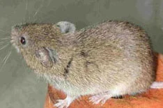 Feldmaus (Microtus arvalis)