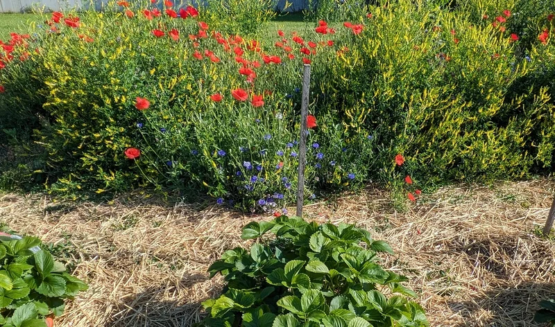 Steigerung der Biodiversität im Beerenobstanbau durch Begleitpflanzen
