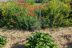 Steigerung der Biodiversität im Beerenobstanbau durch Begleitpflanzen