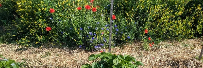 Blühstreifen in direkter Nachbarschaft zu einem Erdbeerfeld.
