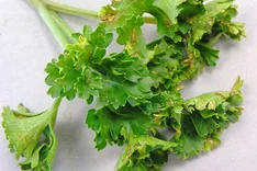 Bakterielle Blattflecken (Pseudomonas spp.)