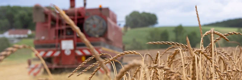 Getreidehalme im Vordergrund, dahinter ein Mähdrescher