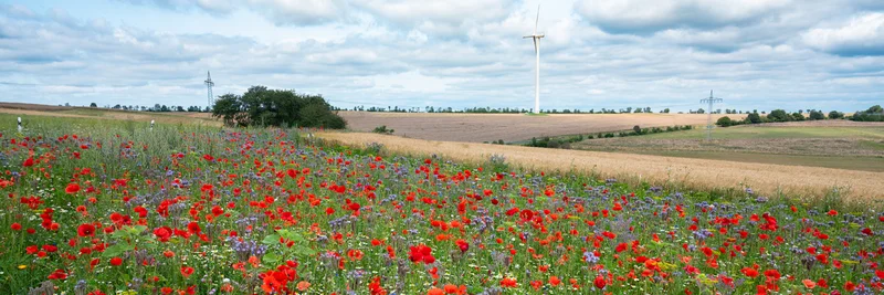 Blühstreifen, dahinter Felder und ein Windkraftrad am Horizont.
