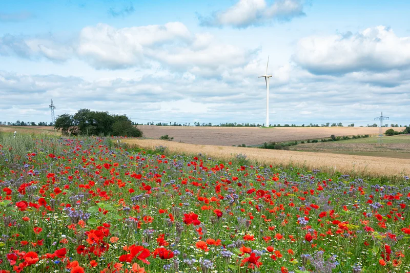 Blühstreifen, dahinter Felder und ein Windkraftrad am Horizont. Quelle: AdobeStock, Berit Kessler