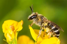 Ovale Kleesandbiene (Andrena ovatula, KIRBY 1802)