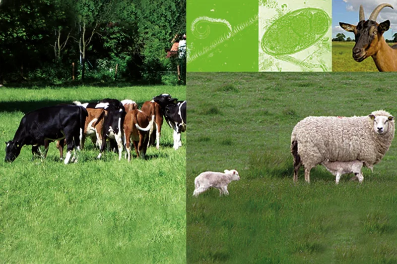 Webbasierte Entscheidungsbäume zur Parasiten-kontrolle bei Wiederkäuern auf der Weide