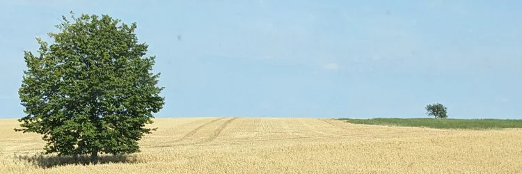 Haferfeld