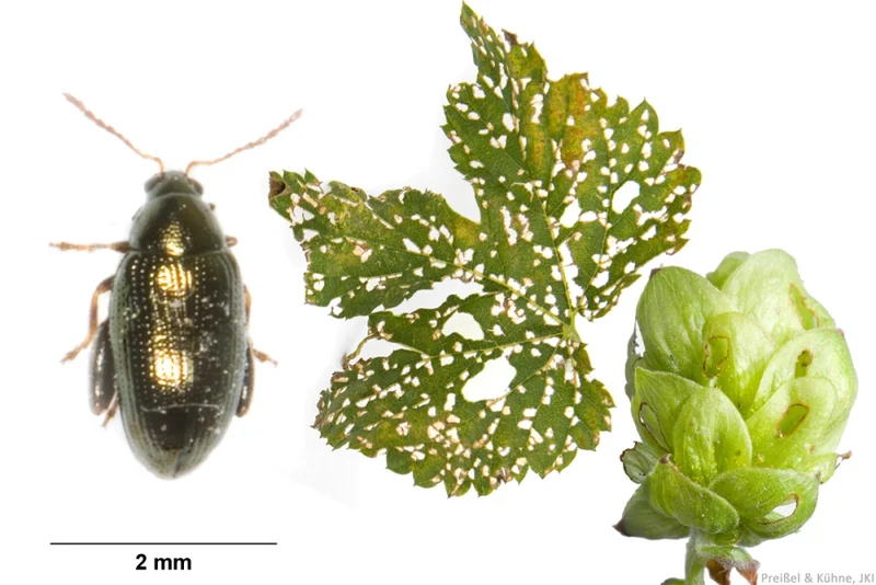 Hopfenerdfloh (Psylliodes attenuatus, auch Hanferdfloh)