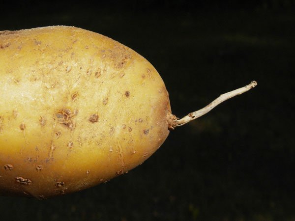 Kartoffelknolle mit Mausschwänzchen. Klick führt zu Großansicht im neuen Fenster.