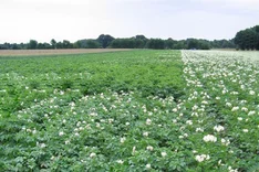 Geeignete Kartoffelsorten für den Ökoanbau