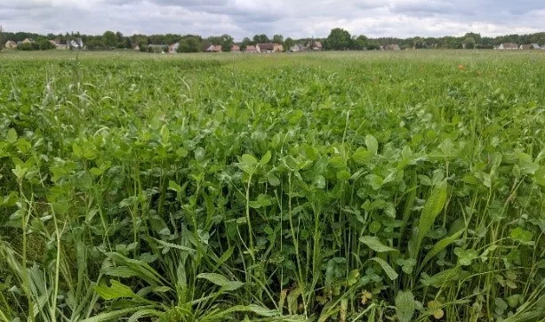 Futterleguminosen-Gemenge mit Spitzwegerich für mehr Klimaresilienz und N-Effizienz