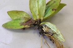 Auflaufkrankheiten (Fusarium solani, Rhizoctonia solani, Pythium spp.)