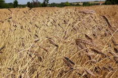 Aufbau regionaler Anbau- und Verarbeitungsketten von Einkorn und Emmer mit ökologischer Ausrichtung