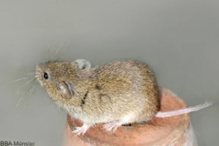 Feldmaus. Klick führt zu Großansicht.