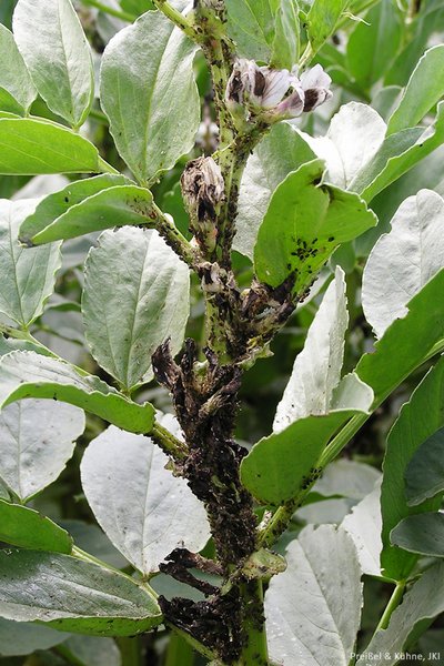 Schwarze Bohnenlaus, Rbenblattlaus (Aphis fabae)