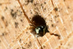 Gebuchtete Maskenbiene (Hylaeus sinuatus, SCHENCK, 1853)