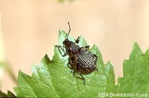 Dickmaulrüssler