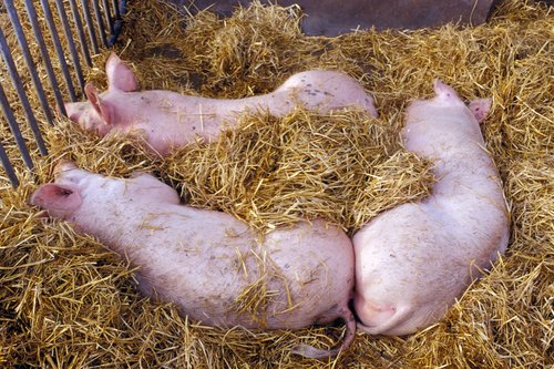Öko-Schweine liegen im Stroh, Klick führt zu Großansicht, Schließen mit ESC