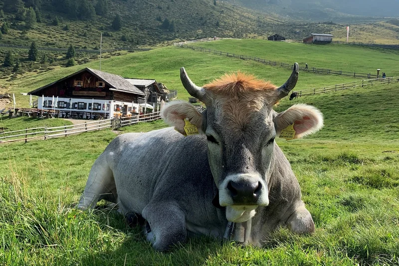 Kuh auf der Alm. Klick führt zu Großansicht in neuem Fenster.
