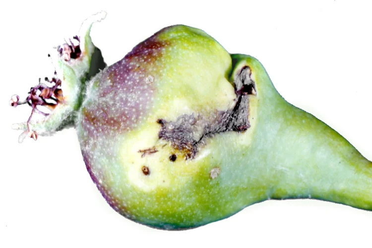 Schaden durch Birnengallmücke an Frucht. Zum Vergrößern Klicken.