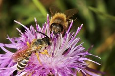 Honigbienen Zwei Bienen auf einer Blüte.