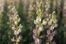 Lupinen und Jackfrüchte als veganes Fleisch