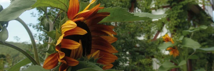 Sonnenblume vor Fachwerkhaus