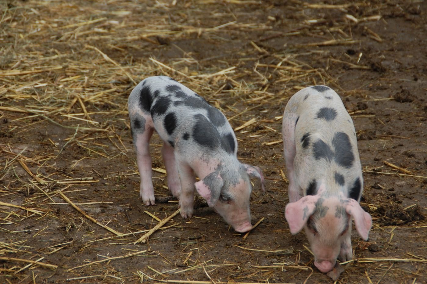 zwei gefleckte Schweine