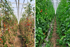 Dos & Don’ts beim Nützlingseinsatz gegen die Tomatenrostmilbe