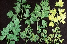 Selleriemosaikvirus (Celery mosaic virus (CeMV))