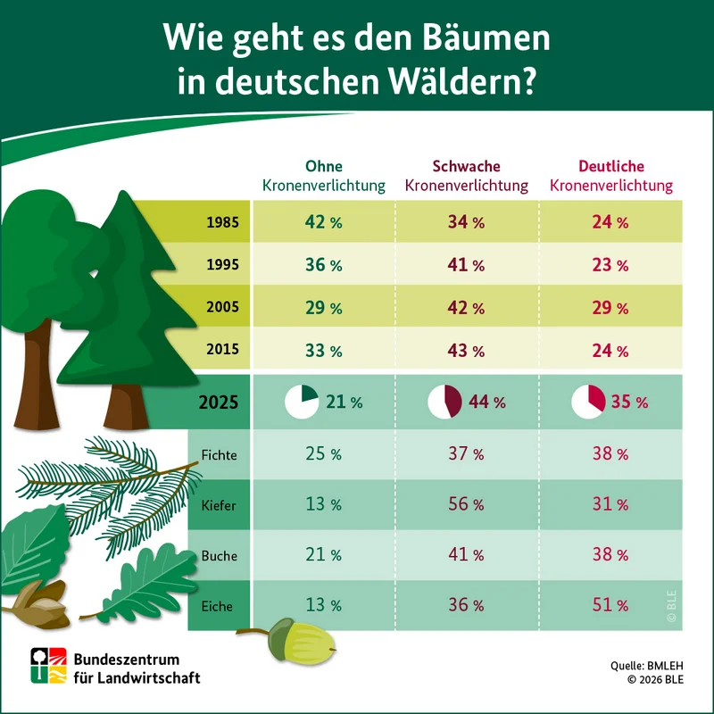 Infografik vom BZL: "Wie geht es den Bäumen in deutschen Wäldern?".
